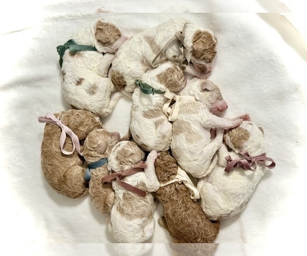 Medium Photo #8 Labradoodle-Poodle (Standard) Mix Puppy For Sale in LOUISVILLE, KY, USA