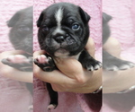 Small Photo #1 Faux Frenchbo Bulldog Puppy For Sale in ALTOONA, KS, USA