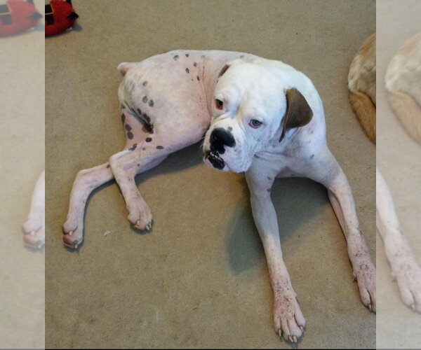 Medium Photo #13 Boxer Puppy For Sale in  Katy, TX, USA