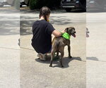 Small #3 American Pit Bull Terrier-Labrador Retriever Mix