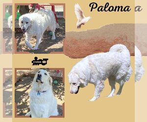 Great Pyrenees Dogs for adoption in Lindsay, CA, USA