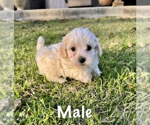 Maltipoo Puppy for sale in BOGALUSA, LA, USA