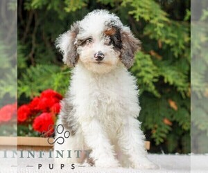Poodle (Miniature) Puppy for sale in LITITZ, PA, USA