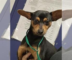 Chihuahua Dogs for adoption in Bakersfield, CA, USA