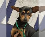 Small Chihuahua