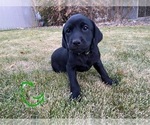 Puppy lime greenrunt Labrador Retriever