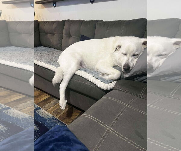 Medium Photo #3 Great Pyrenees Puppy For Sale in Bountiful, UT, USA