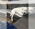 Small #2 Great Pyrenees