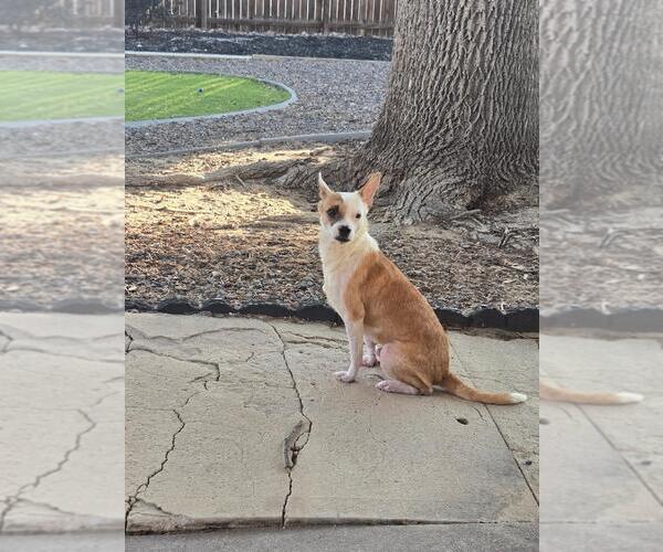 Medium Photo #4 Chihuahua-Unknown Mix Puppy For Sale in Aurora, CO, USA