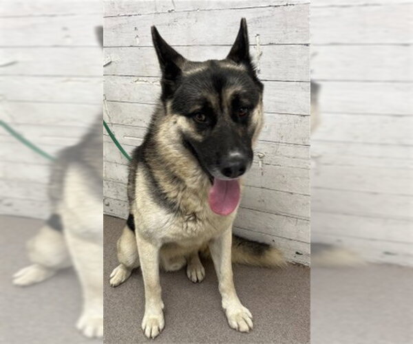 Medium Photo #1 German Shepherd Dog Puppy For Sale in San Bernardino, CA, USA