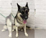 Small German Shepherd Dog