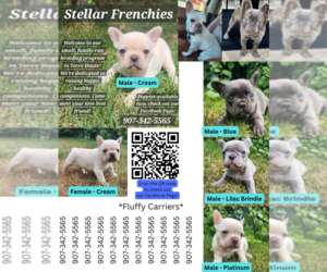 French Bulldog Puppy for sale in TERRE HAUTE, IN, USA