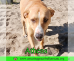 Small #7 American Staffordshire Terrier-Catahoula Leopard Dog Mix