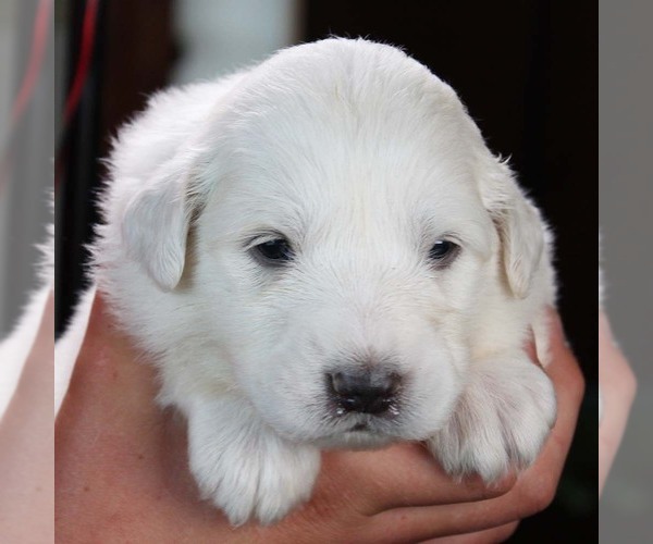 Medium Photo #1 Great Pyrenees Puppy For Sale in SUFFOLK, VA, USA