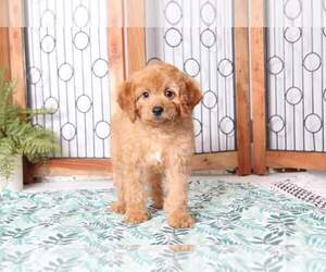 Goldendoodle Puppy for sale in NAPLES, FL, USA
