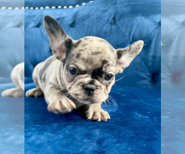 Medium Photo #6 French Bulldog Puppy For Sale in SCREVEN, GA, USA