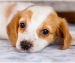 Puppy Charlotte Dachshund