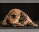 Small Photo #23 Dachshund Puppy For Sale in CROWLEY, TX, USA