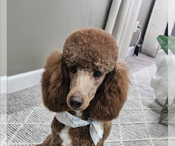 Medium Photo #3 Poodle (Miniature) Puppy For Sale in WHITE HOUSE, TN, USA