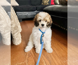 Father of the YorkiePoo puppies born on 07/25/2025