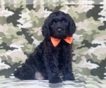 Small Photo #3 Golden Retriever-Goldendoodle Mix Puppy For Sale in LAKELAND, FL, USA