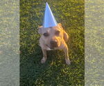 Small #22 American Pit Bull Terrier Mix