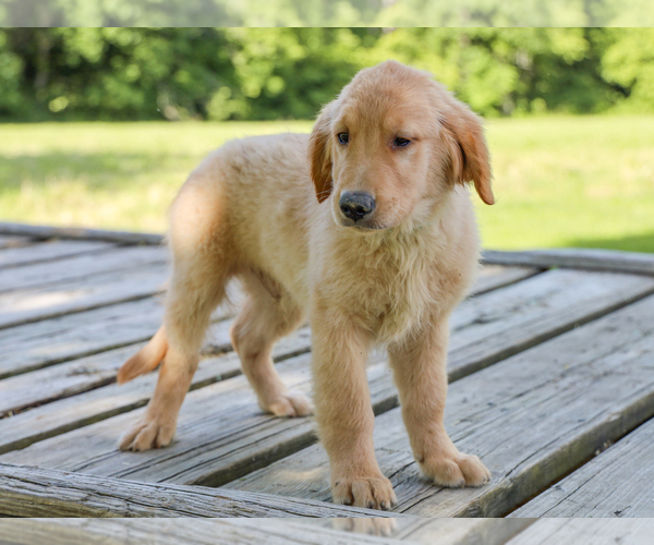 Medium Photo #6 Golden Retriever Puppy For Sale in LIBERTY, KY, USA