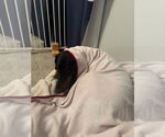 Small #2 Doberman Pinscher