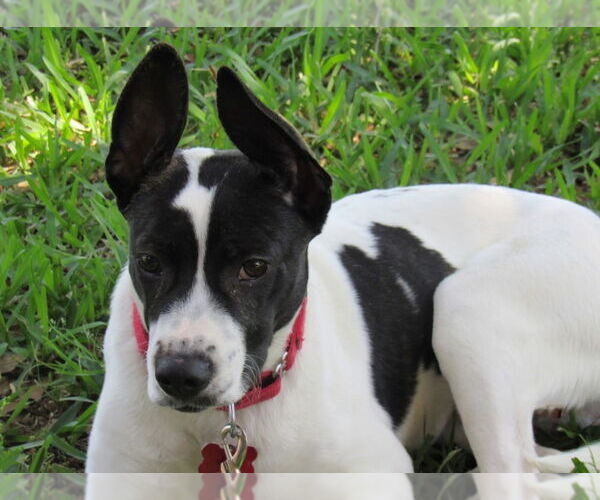Medium Photo #9 Borador Puppy For Sale in Lakewood, CO, USA