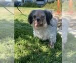 Small Photo #2 Shih Tzu-Unknown Mix Puppy For Sale in Riverside, CA, USA