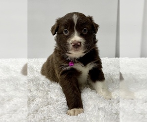 Australian Shepherd Puppy for sale in NEOSHO, MO, USA