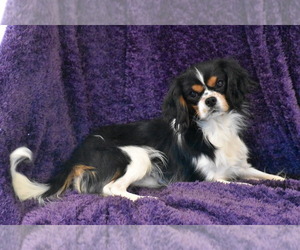 Father of the Cavachon puppies born on 08/25/2025