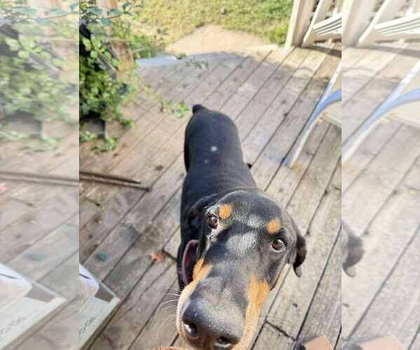 Medium Photo #5 Doberman Pinscher Puppy For Sale in Buffalo, MN, USA