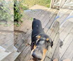 Small #4 Doberman Pinscher