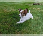 Small #1 Papillon