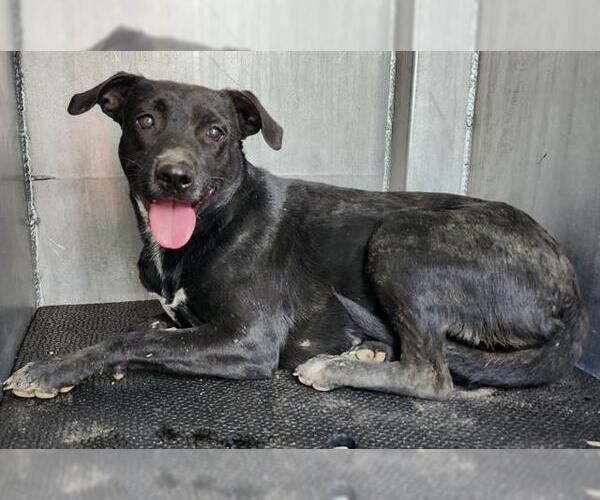 Medium Photo #1 American Staffordshire Terrier-Unknown Mix Puppy For Sale in San Antonio, TX, USA