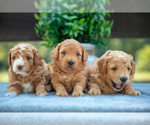 Goldendoodle (Miniature) Puppy for sale in MIDDLEBURY, IN, USA