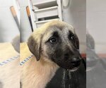 Small Photo #1 Anatolian Shepherd-Unknown Mix Puppy For Sale in San Andreas, CA, USA