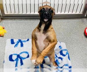 Mastiff-Unknown Mix Dogs for adoption in Orange, CA, USA