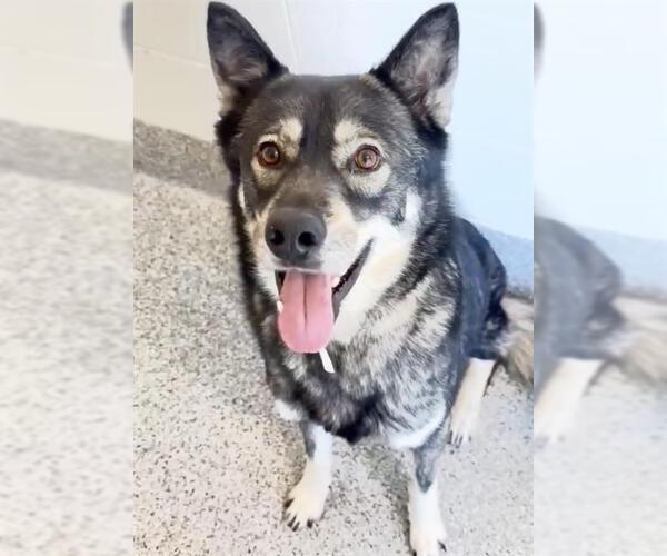 Medium Photo #2 Siberian Husky-Unknown Mix Puppy For Sale in Houston, TX, USA