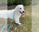 Small #2 Great Pyrenees Mix
