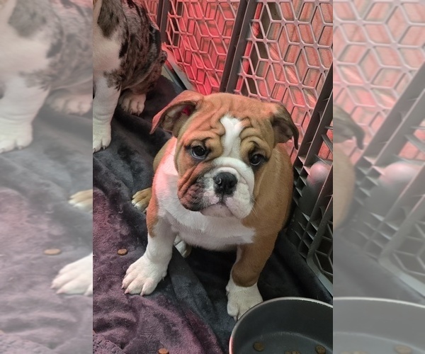 Medium Photo #4 English Bulldog Puppy For Sale in FRESNO, CA, USA