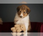 Small #14 Collie