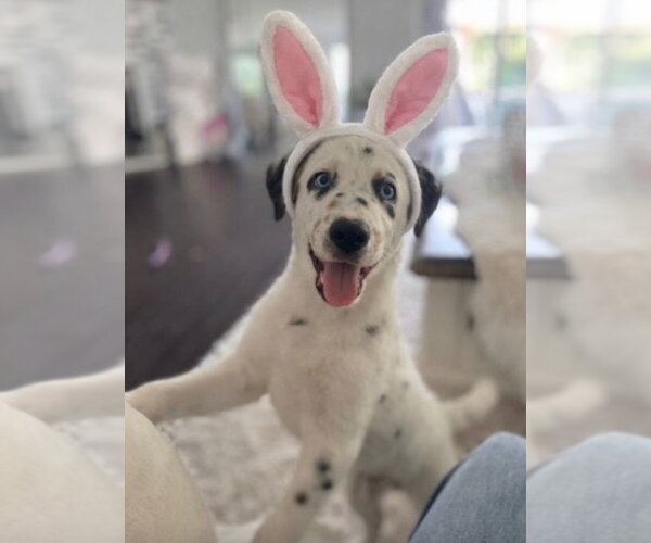 Medium Photo #6 Great Pyrenees-Unknown Mix Puppy For Sale in Dana Point, CA, USA