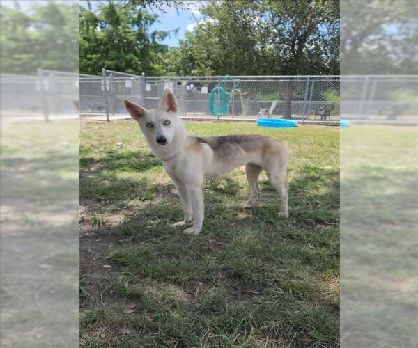 Medium Photo #2 Huskies -Unknown Mix Puppy For Sale in Conroe, TX, USA
