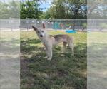 Small #1 Huskies  Mix