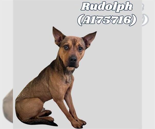 Medium Photo #1 American Pit Bull Terrier-German Shepherd Dog Mix Puppy For Sale in Tulsa, OK, USA