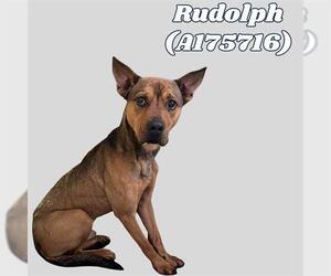 American Pit Bull Terrier-German Shepherd Dog Mix Dogs for adoption in Tulsa, OK, USA