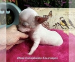 Small #1 Chihuahua