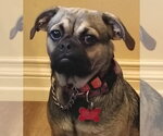 Small Photo #3 Pug-Unknown Mix Puppy For Sale in San Diego, CA, USA